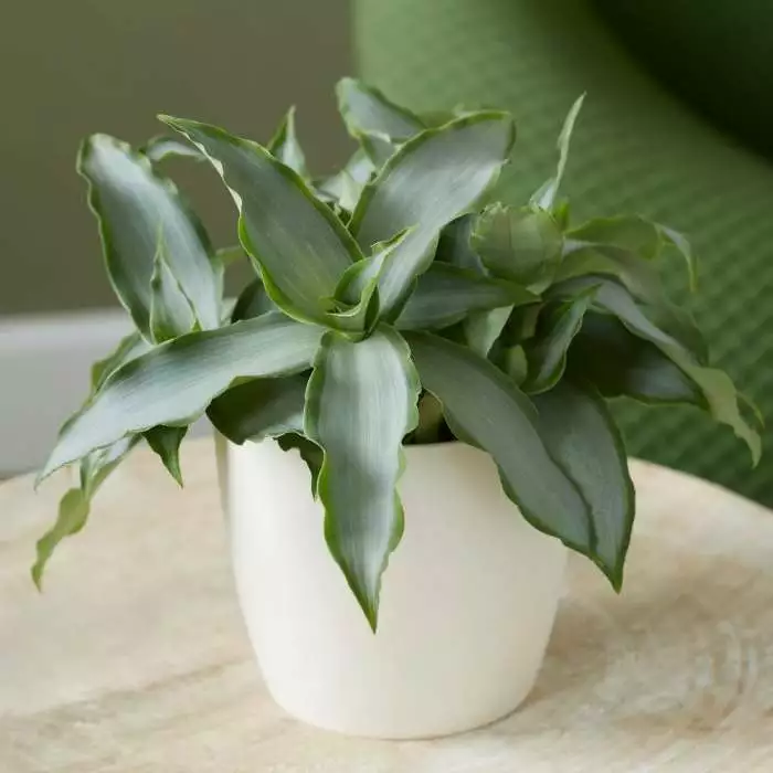 Murdannia Loriformis Bright Star ('Ppimur004') | 12cm Pot 3 Murdannia Loriformis Bright Star ('Ppimur004') | 12cm Pot