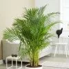 Dypsis Lutescens | 27cm Pot -Perennial Plants Sales Store HP30000363 d6d0