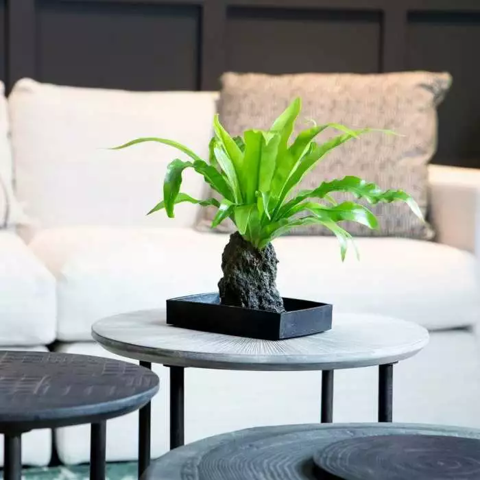 Asplenium Antiquum | Lava Rock & Tray 3 Asplenium Antiquum | Lava Rock & Tray