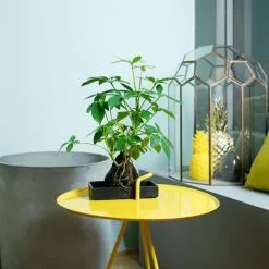 Schefflera Arboricola Nora | Lava Rock & Tray