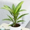 Cordyline Fruticosa Kiwi | 12cm Pot -Perennial Plants Sales Store HP30000378 2d8f