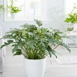 Philodendron Xanadu | 30cm Pot