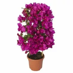 Bougainvillea Spectabilis Vera Deep Purple (PBR) | 14cm Pot