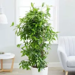 Dracaena Surculosa Florida Beauty | 32cm Pot