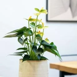 Anthurium Vanilla Champion | 12cm Pot