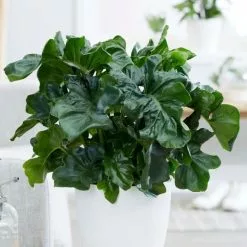 Philodendron Selloum Atom | 17cm Pot