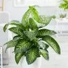 Dieffenbachia Tropic Snow | 24cm Pot