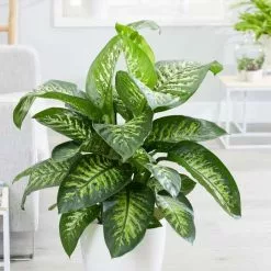 Dieffenbachia Tropic Snow | 24cm Pot