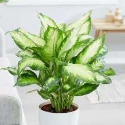 Dieffenbachia Camille | 17cm Pot
