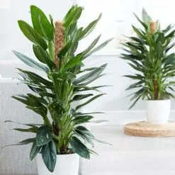 Philodendron Cobra | 19cm Pot