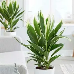Cordyline Fruticosa Conga | 19cm Pot