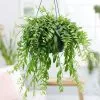 Aeschynanthus Japhrolepis | 15cm Hanging Pot -Perennial Plants Sales Store HP30000439 458f