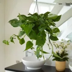 Epipremnum Aureum | 15cm Hanging Pot