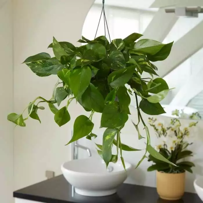 Epipremnum Aureum | 15cm Hanging Pot 3 Epipremnum Aureum | 15cm Hanging Pot