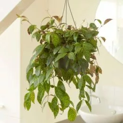 Aeschynanthus Longicaulis | 18cm Hanging Pot