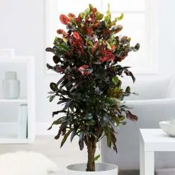 Codiaeum Mammi | 30cm Pot