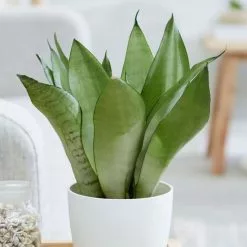 Sansevieria Trifasciata Moonshine | 9cm Pot