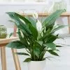 Spathiphyllum Bingo Cupido ('Spapril') (PBR) | 17cm Pot -Perennial Plants Sales Store HP30000453 2911