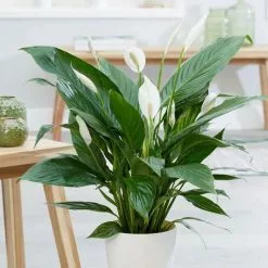 Spathiphyllum Bingo Cupido ('Spapril') (PBR) | 17cm Pot