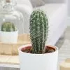 Pachycereus Pringlei | 17cm Pot -Perennial Plants Sales Store HP30000470 f11d