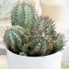 Euphorbia Horrida | 15cm Pot 2 Euphorbia Horrida | 15cm Pot -Perennial Plants Sales Store HP30000471 dd6b