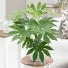 Fatsia Japonica Spider's Web | 14cm Pot -Perennial Plants Sales Store HP30000480 75b4