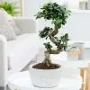 Ficus Microcarpa Ginseng | 24cm Pot -Perennial Plants Sales Store HP30000485 b6a2