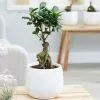Ficus Microcarpa Ginseng | 14cm Pot