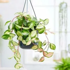 Hoya Carnosa Tricolor | 15cm Hanging Pot