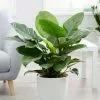 Philodendron Imperial Green | 27cm Pot 1 Philodendron Imperial Green | 27cm Pot -Perennial Plants Sales Store HP30000488 c108