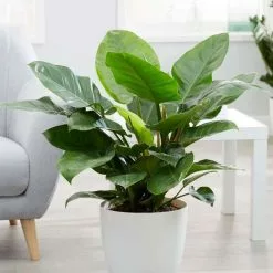 Philodendron Imperial Green | 27cm Pot