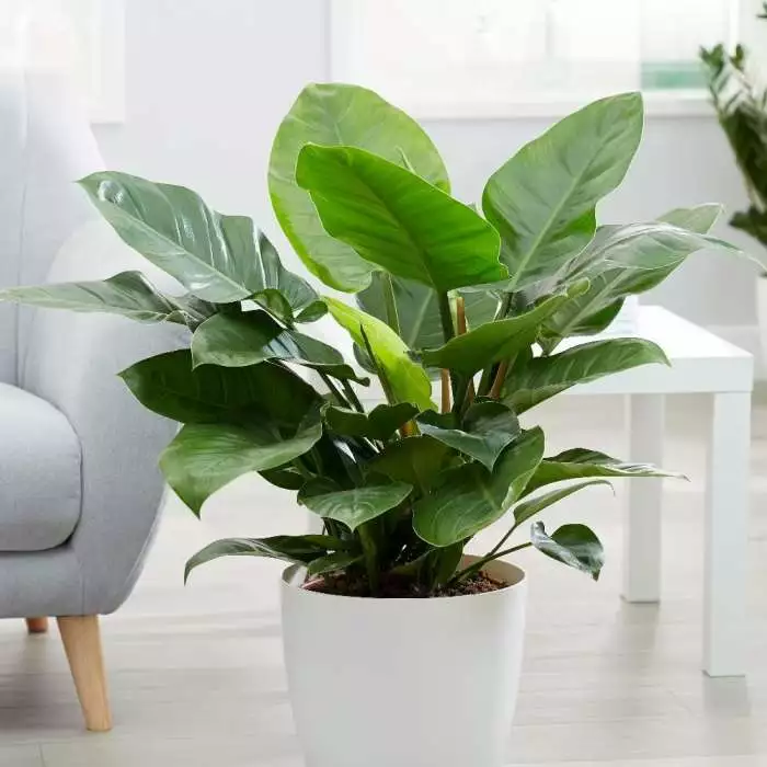 Philodendron Imperial Green | 27cm Pot 3 Philodendron Imperial Green | 27cm Pot