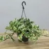 Epipremnum Aureum Njoy | 15cm Hanging Pot -Perennial Plants Sales Store HP30000500 a2f6