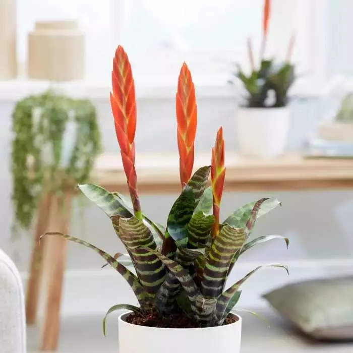 Vriesea Era (PBR) | 12cm Pot 3 Vriesea Era (PBR) | 12cm Pot