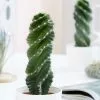 Cereus Spiralis | 10cm Pot -Perennial Plants Sales Store HP30000507 705b