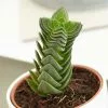 Crassula Buddha’s Temple | 6cm Pot