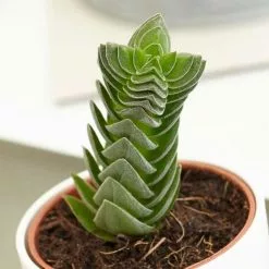 Crassula Buddha’s Temple | 6cm Pot