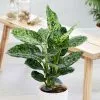 Dieffenbachia Reflector | 17cm Pot -Perennial Plants Sales Store HP30000511 56fb