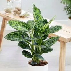 Dieffenbachia Reflector | 17cm Pot