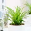 Chlorophytum Comosum Lemon | 12cm Pot -Perennial Plants Sales Store HP30000514 e0c8