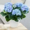 Hydrangea Macrophylla Early Blue ('Hba 202911') (PBR) | 14cm Pot -Perennial Plants Sales Store HP30000521 eabe