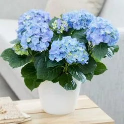 Hydrangea Macrophylla Early Blue ('Hba 202911') (PBR) | 14cm Pot