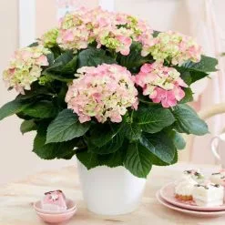 Hydrangea Macrophylla Early Rosa | 14cm Pot