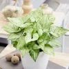 Syngonium Arrow | 12cm Pot 1 Syngonium Arrow | 12cm Pot -Perennial Plants Sales Store HP30000528 ea59