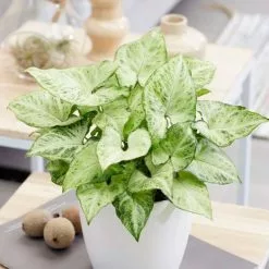 Syngonium Arrow | 12cm Pot
