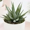 Haworthia Big Band | 11cm Pot-17.5cm Tall -Perennial Plants Sales Store HP30000529 959c