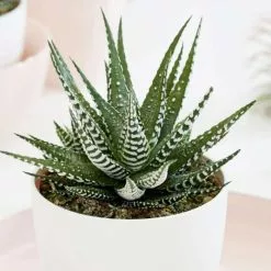 Haworthia Big Band | 11cm Pot-17.5cm Tall