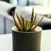 Aloe Zebrina Dannyz | 10.5cm Pot