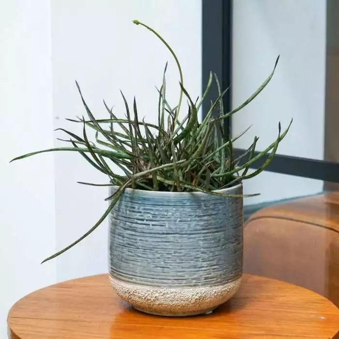 Aloe Bakeri | 14cm Pot 3 Aloe Bakeri | 14cm Pot