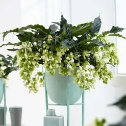 Clerodendrum Wallichii Prospero | 17cm Pot